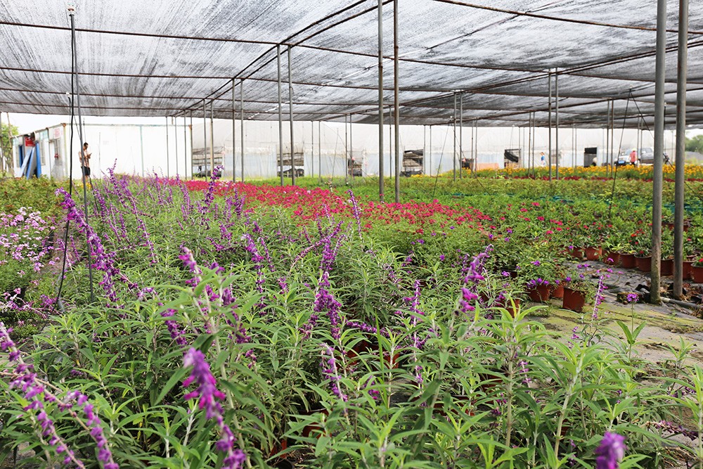 金沙bjs线路检测中心园林绿化维护